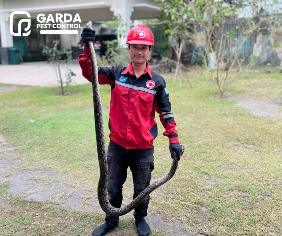 Jasa Pembasmi Ular di Bandung