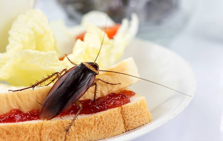 Kecoa di Makanan